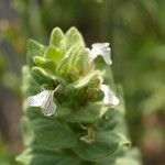 Ajuga laxmannii Flower