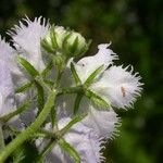 Phacelia purshii Цветок