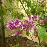 Fuchsia paniculata برگ