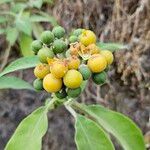 Solanum mauritianum Fruto