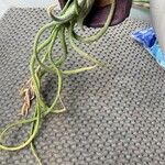 Tillandsia bulbosa Blad