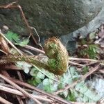 Dryopteris cambrensis পাতা