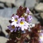 Euphrasia alpina Blomma