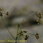 Luzula alpinopilosa 花