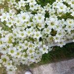 Saxifraga rosacea Blomma