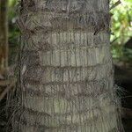 Latania lontaroides Bark