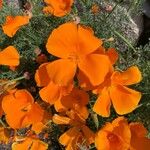 Eschscholzia caespitosa Flower