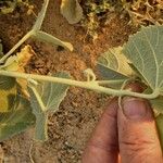 Abutilon pannosum Leaf