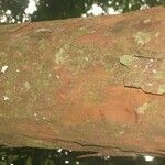 Chrysophyllum pomiferum Corteza