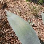 Agave asperrima Leaf