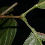 Amphilophium magnoliifolium বাকল
