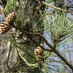 Pinus thunbergii Vrucht