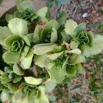 Kalanchoe blossfeldianaبرگ