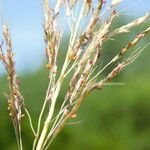 Bothriochloa bladhii പുഷ്പം