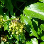 Hedera helix Blad