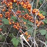 Hippophae rhamnoidesFfrwyth