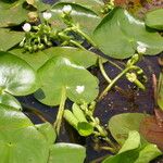 Sagittaria guayanensis Habit