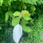 Mussaenda frondosa Leaf