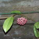 Hoya carnosa Цветок