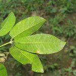 Esenbeckia pentaphylla Blad