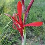 Canna indicaΛουλούδι