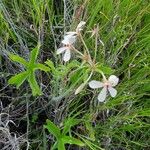 Pelargonium quinquelobatum Lorea