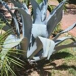 Agave shaferi Blad