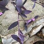 Tradescantia pallidaList