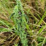 Meiosperma bracteatum Άλλα