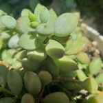Cotyledon pendens Hoja