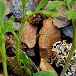 Cardamine resedifolia Žievė