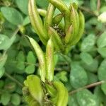 Astragalus frigidus ফুল