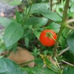 Solanum capsicoides Froito