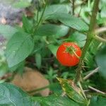 Solanum capsicoides Fruto