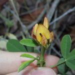 Crotalaria goreensis Kukka