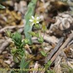 Arenaria leptoclados Habit