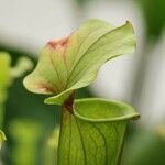 Sarracenia flava Blad