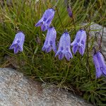 Campanula excisa 整株植物