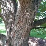 Hovenia dulcis Coajă