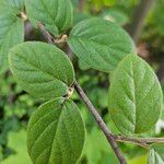 Cotoneaster integerrimus Levél