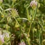 Trifolium strictum Autre