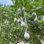 Sophora secundiflora Frucht