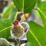 Ficus melinocarpa Flower