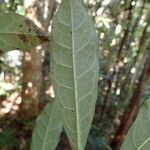 Ficus webbiana Листок