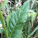 Verbascum chaixii Leaf