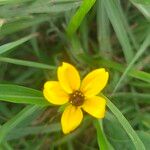 Chrysogonum virginianum Blüte