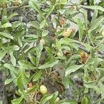 Searsia undulata Лист