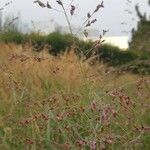 Panicum virgatumFlower