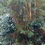 Bambusa vulgaris Хабит