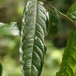 Eschweilera chartaceifolia Leaf